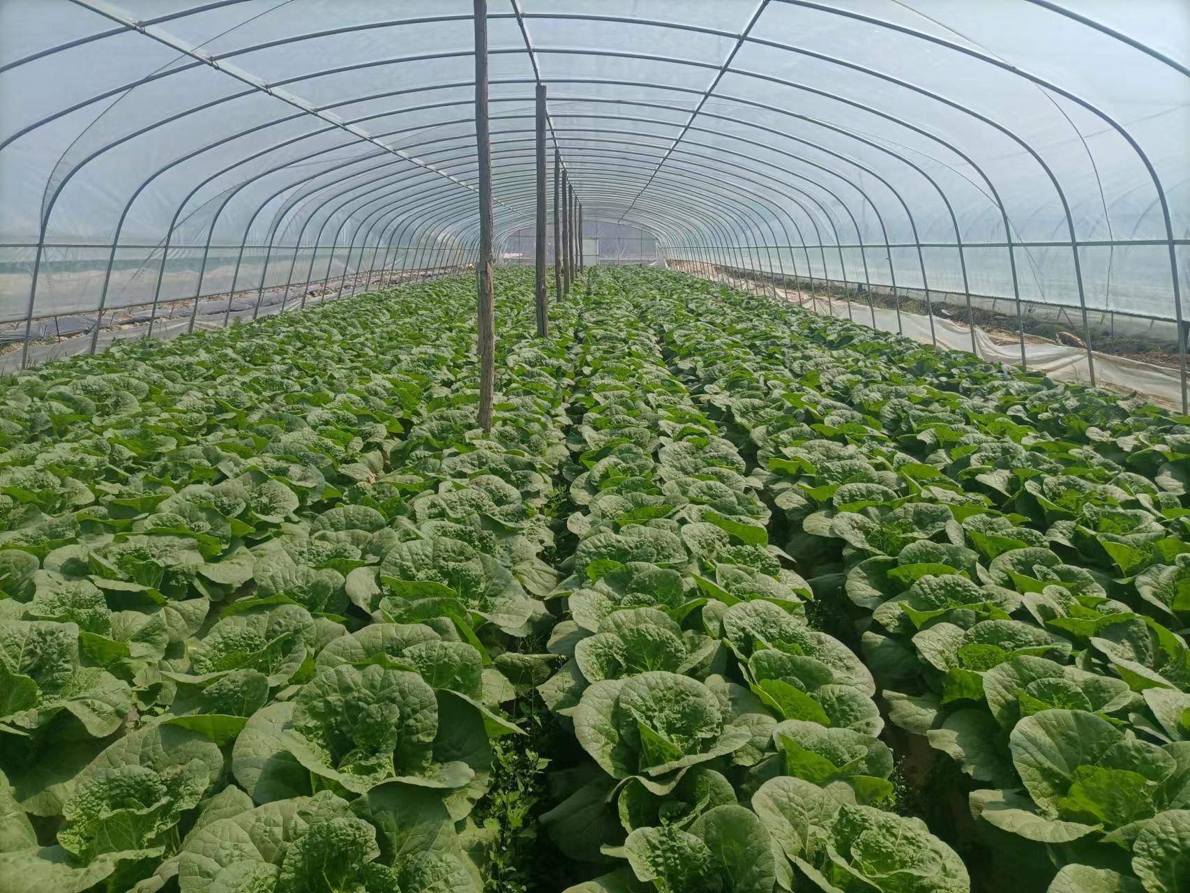 雷湾村发展生态农业助力农民增收,河口农业引领乡村振兴