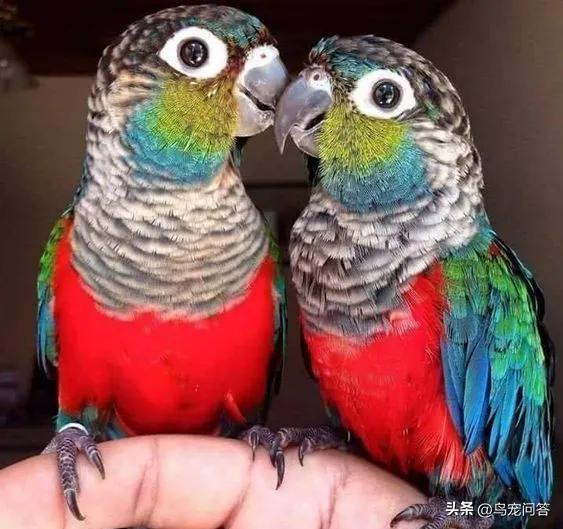 鹦鹉撞出脑震荡什么反应,牡丹鹦鹉脑震荡表现