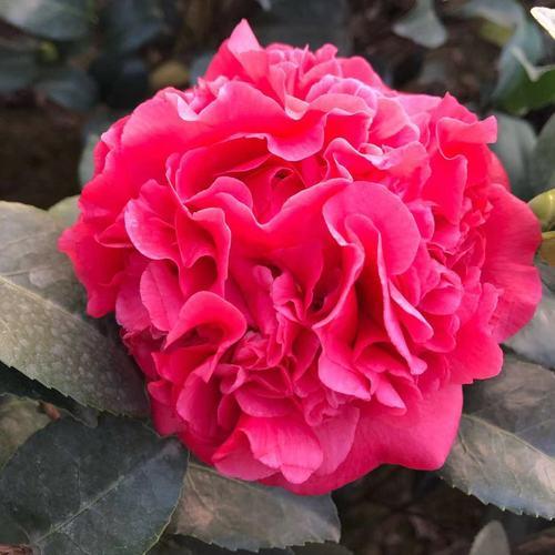 此花人称“赛牡丹”，比香薰还好闻，正值花期，值得花迷养护