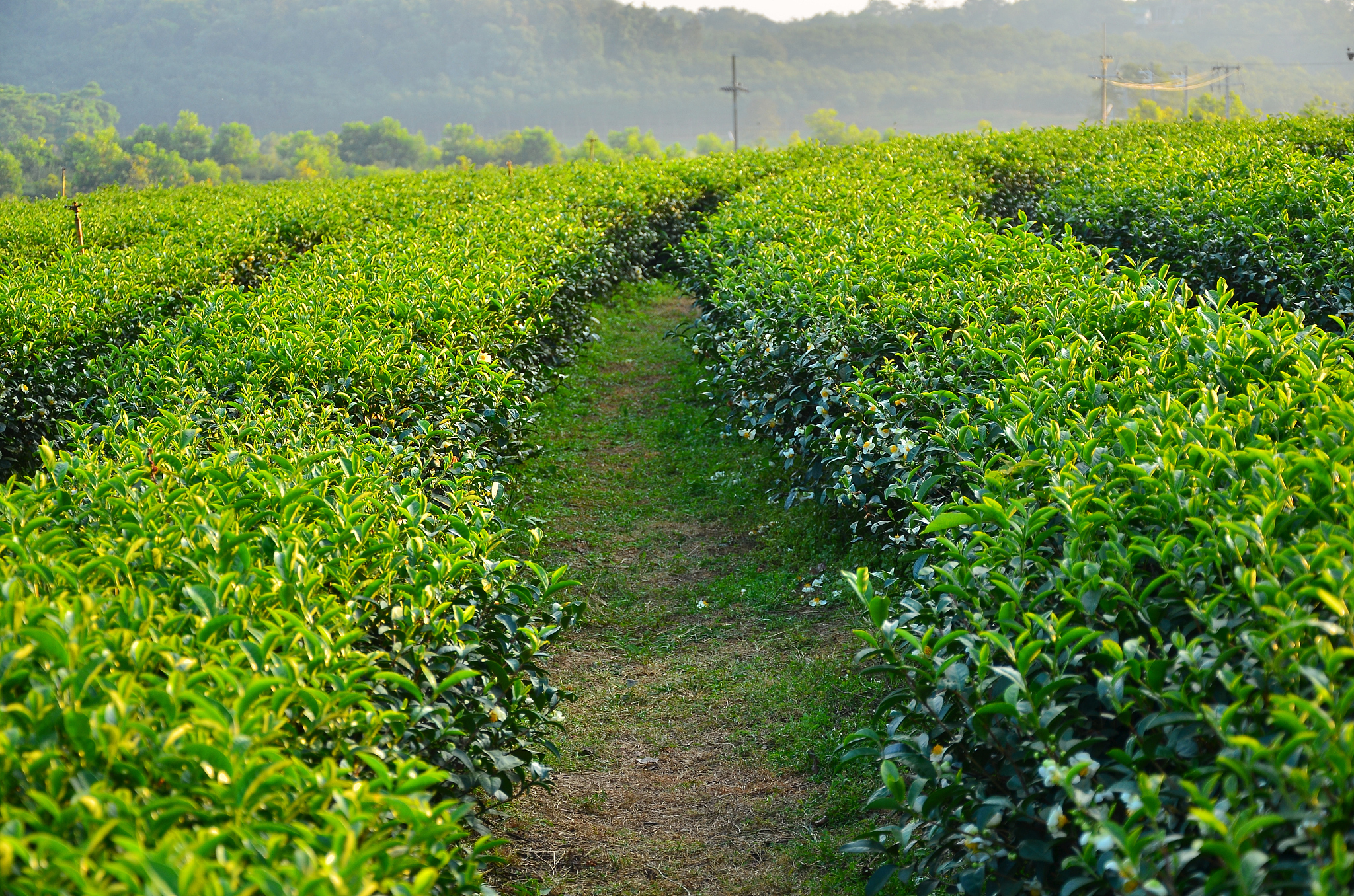 宋茗白茶80g装是什么品种,安徽有白茶吗白茶有哪些品种