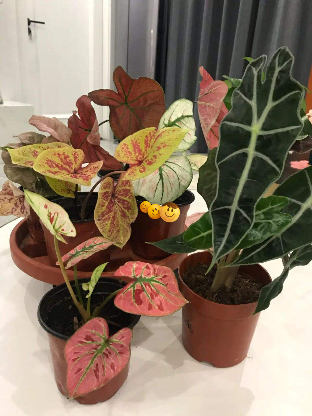 16种喜阴蔬菜,16种适合夏天养的花