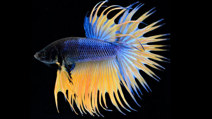 比较容易养的观赏鱼有哪些品种,适合懒人养的观赏鱼多有哪些品种