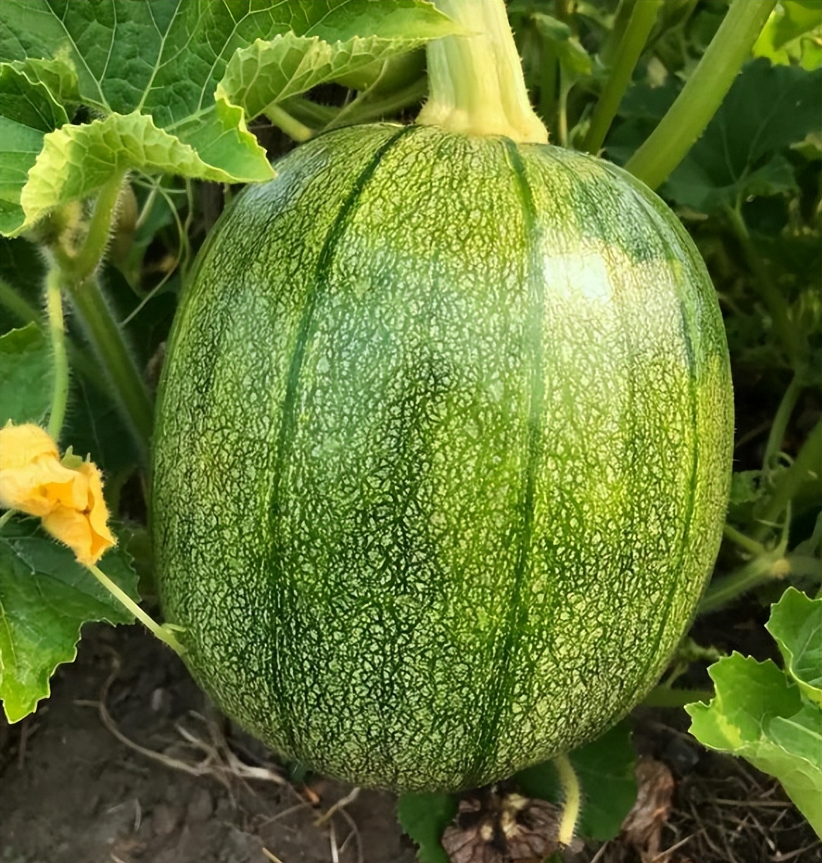 涓浗缇庡コ鍐滃満,涓浗濂冲啘鍦轰富