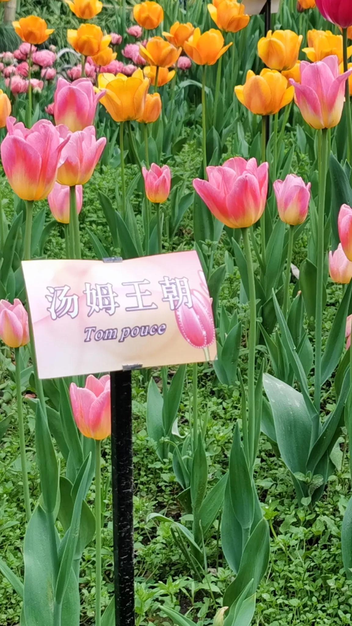 别光知道拍照，教你认识各品种郁金香。文末一款让八零后泪目的花