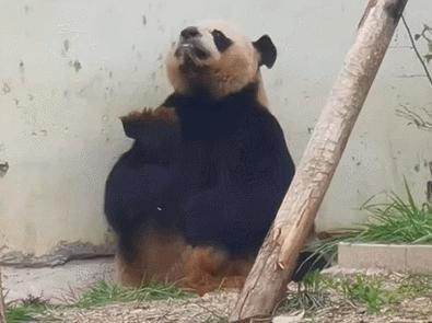 盘点网红大熊猫搞笑场面,大熊猫一摔成名