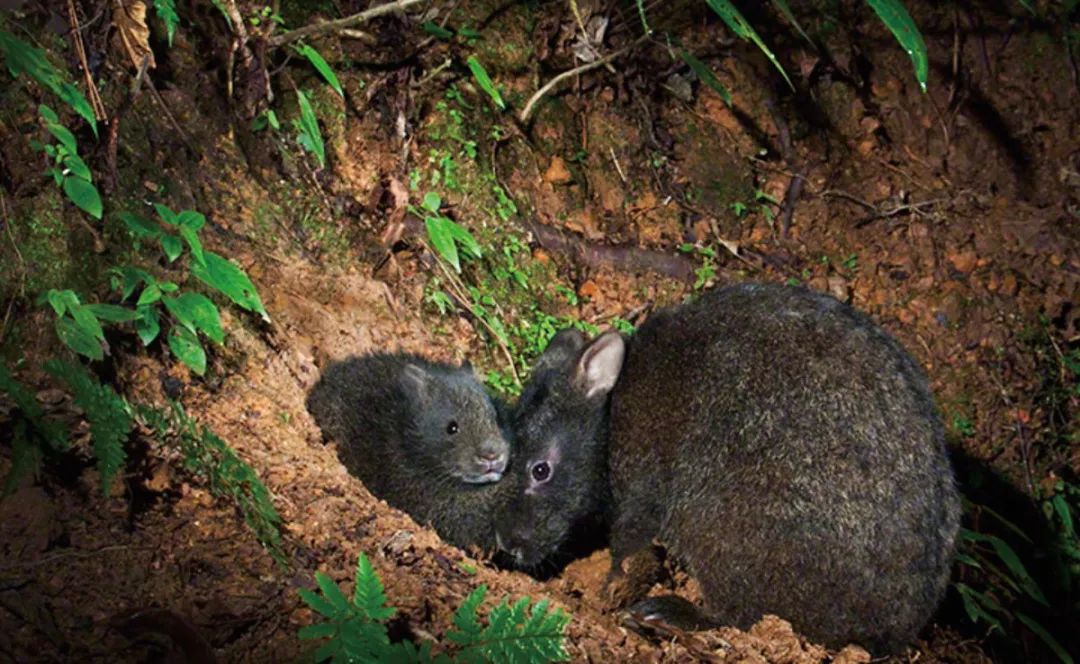 兔年说兔,让我们重新认识一下兔子