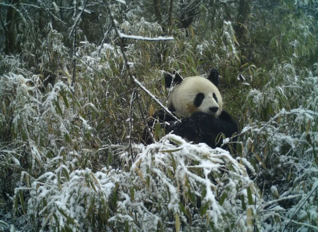 我们先去看熊猫吧英文,我们来了参观熊猫基地视频