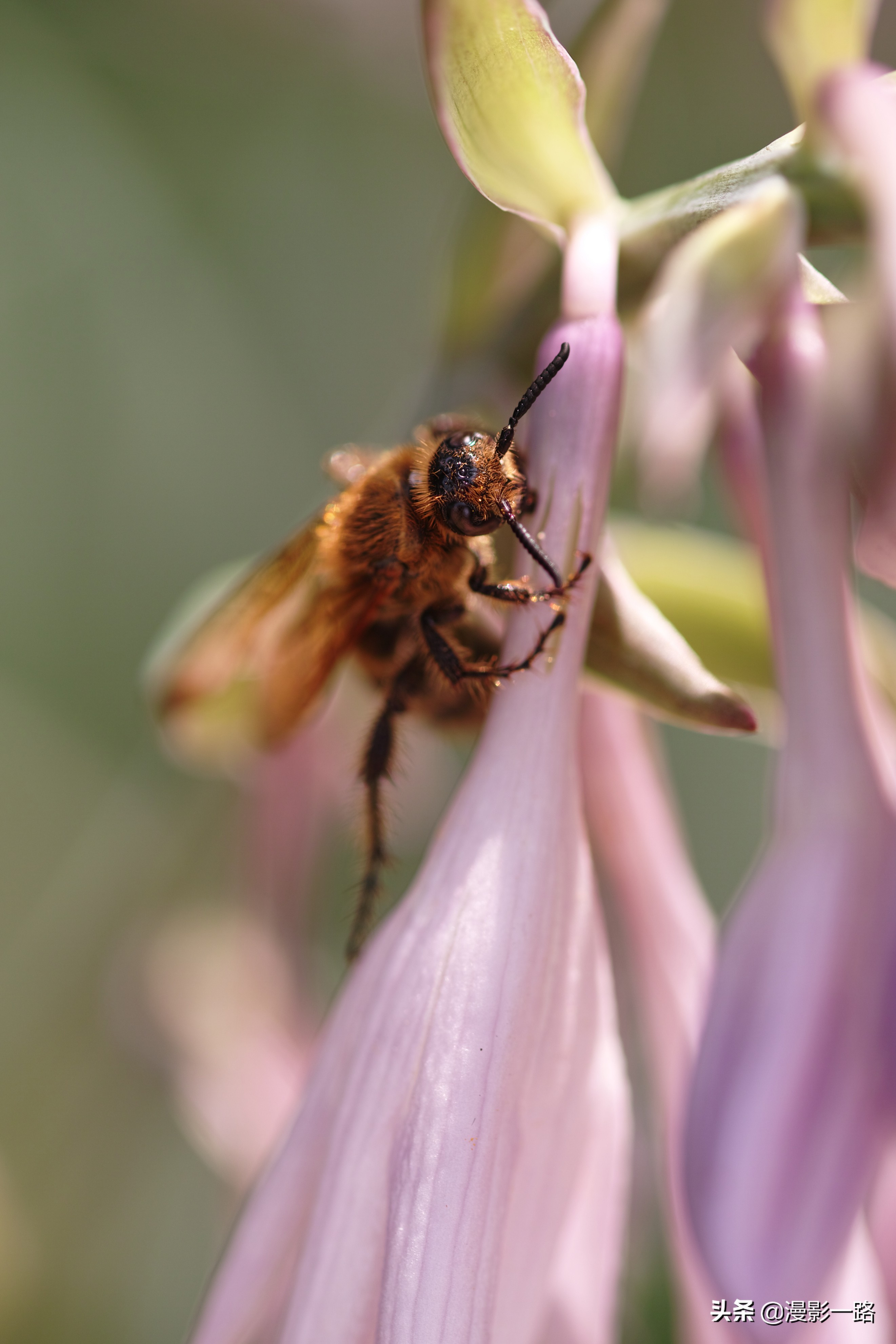 尼康最值得入手的z镜头,尼康z卡口镜头最新消息