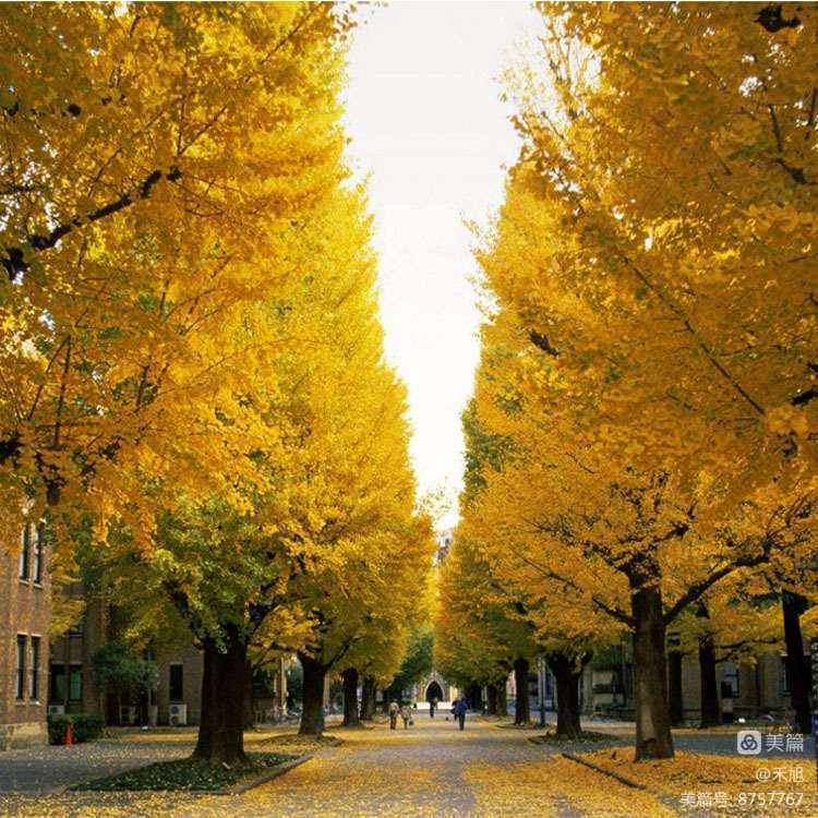 暮秋雅阁微刊第十八期