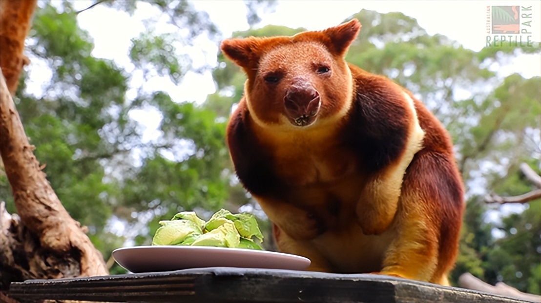 一周热闻｜印尼发生5.6级地震、2022卡塔尔世界杯开幕、《阿凡达2》正式定档……