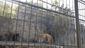 黑熊为什么害怕东北虎,狼群为什么不怕大棕熊怕老虎