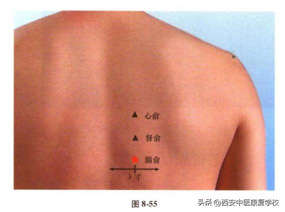 足太阳膀胱经肝俞穴位置,足太阳膀胱经背俞穴位置图示