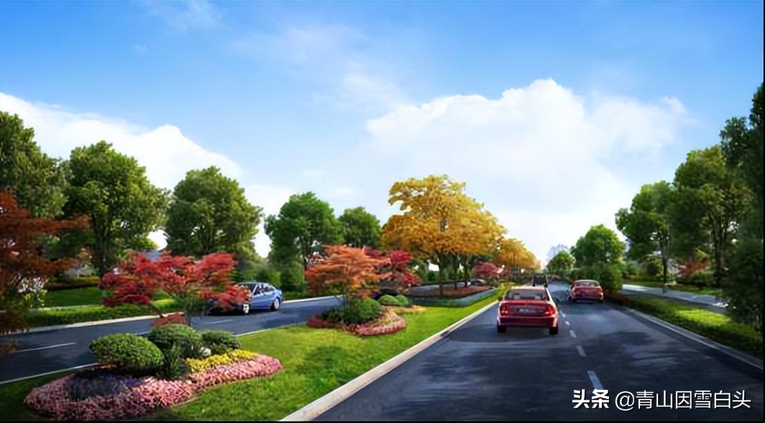 农村有哪几种树最值钱,农村种什么样的树最值钱