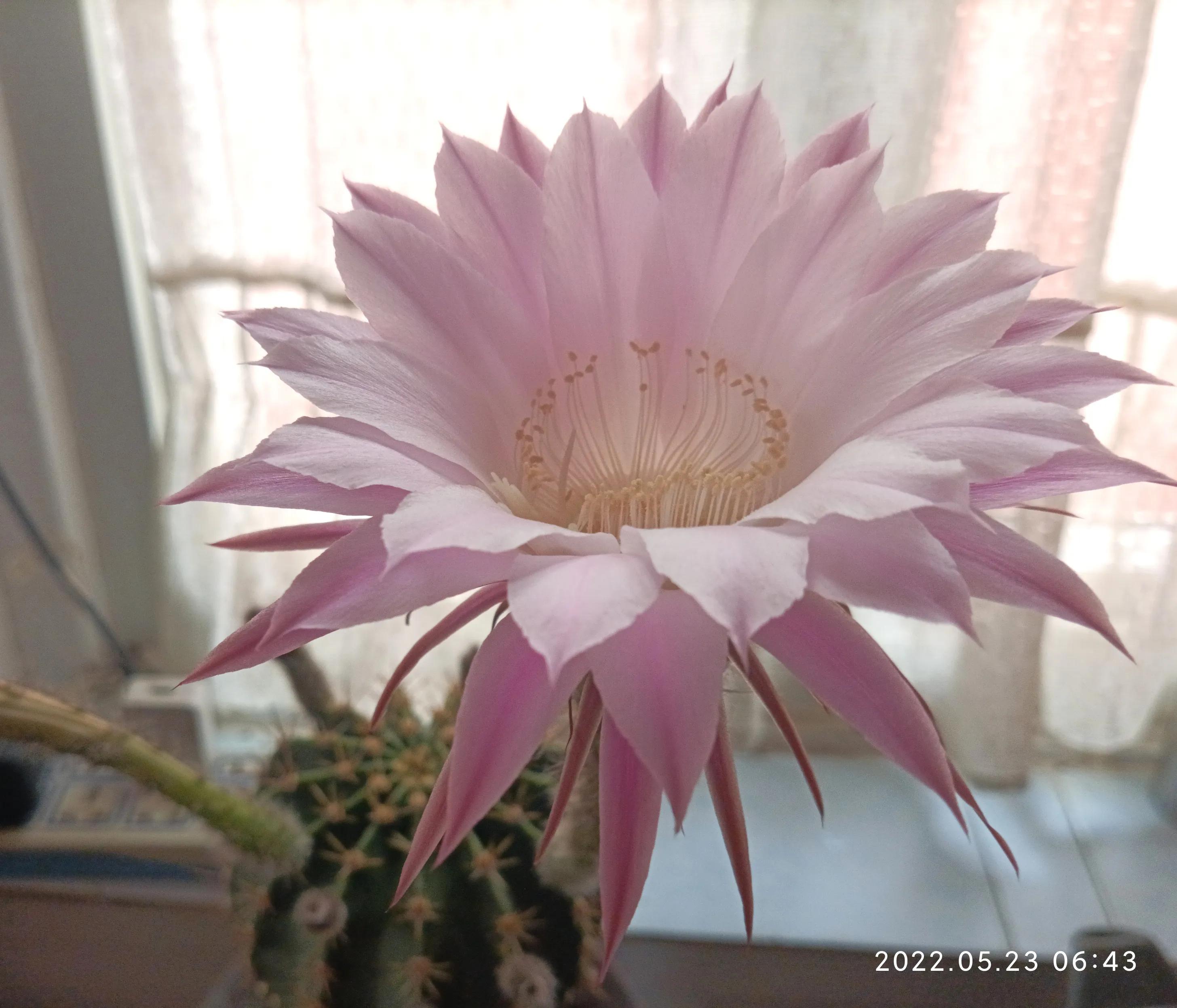 美丽的子孙球花，这次又为谁绽放