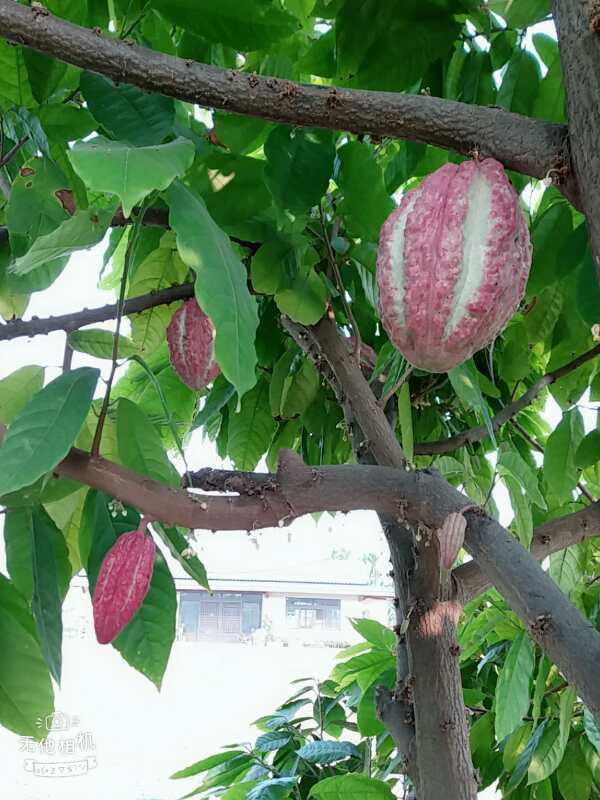 台湾游记作家,台湾游记小说