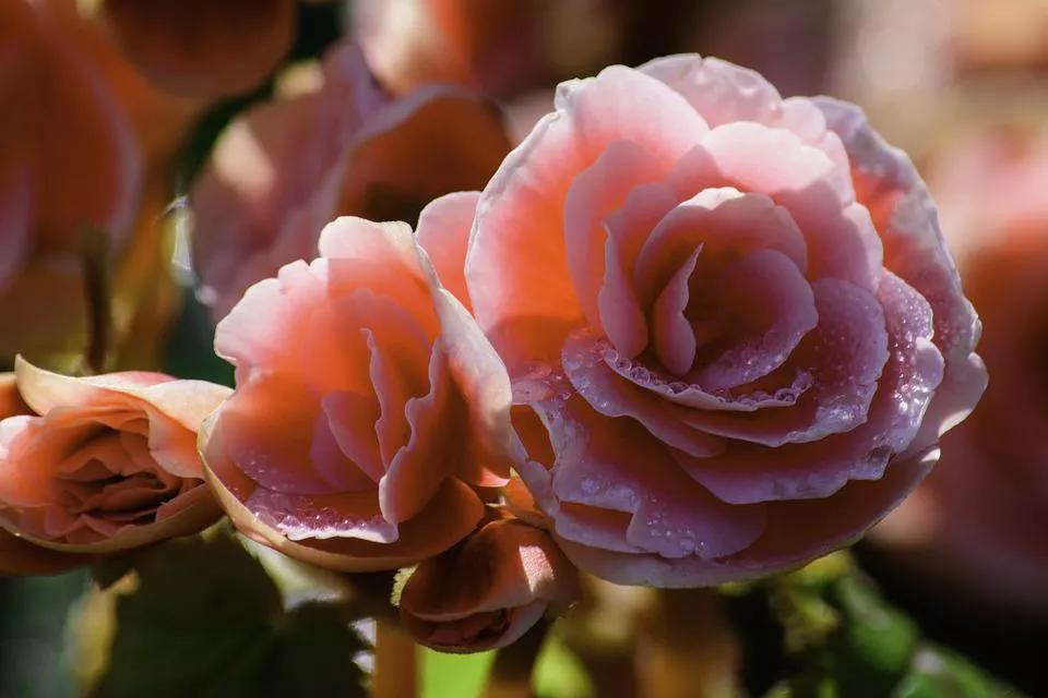 520适合发朋友圈的配图爱情,入目无别人四下皆是你英语