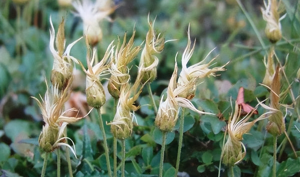 大禹的真实经历,大禹史前大战