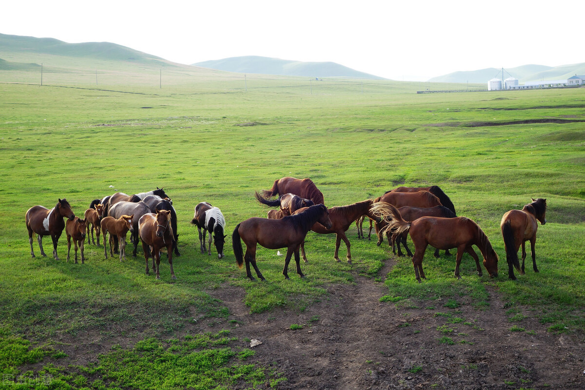龟兔赛跑哲理小故事,马和马驹的故事告诉我们什么道理