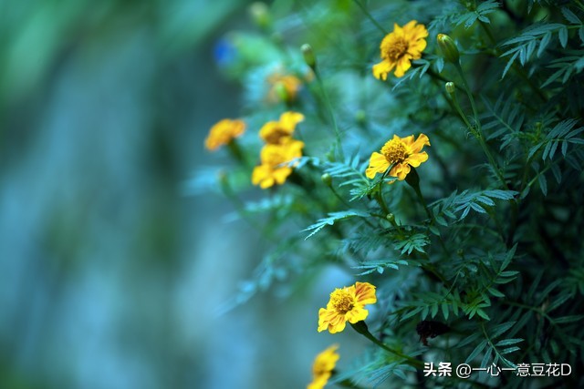 孔雀草花诗词,孔雀草诗
