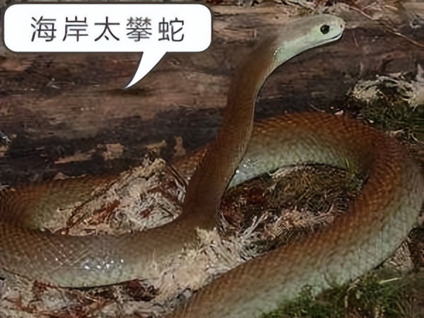 世界最毒的蛇十大毒蛇,中国境内最毒的蛇