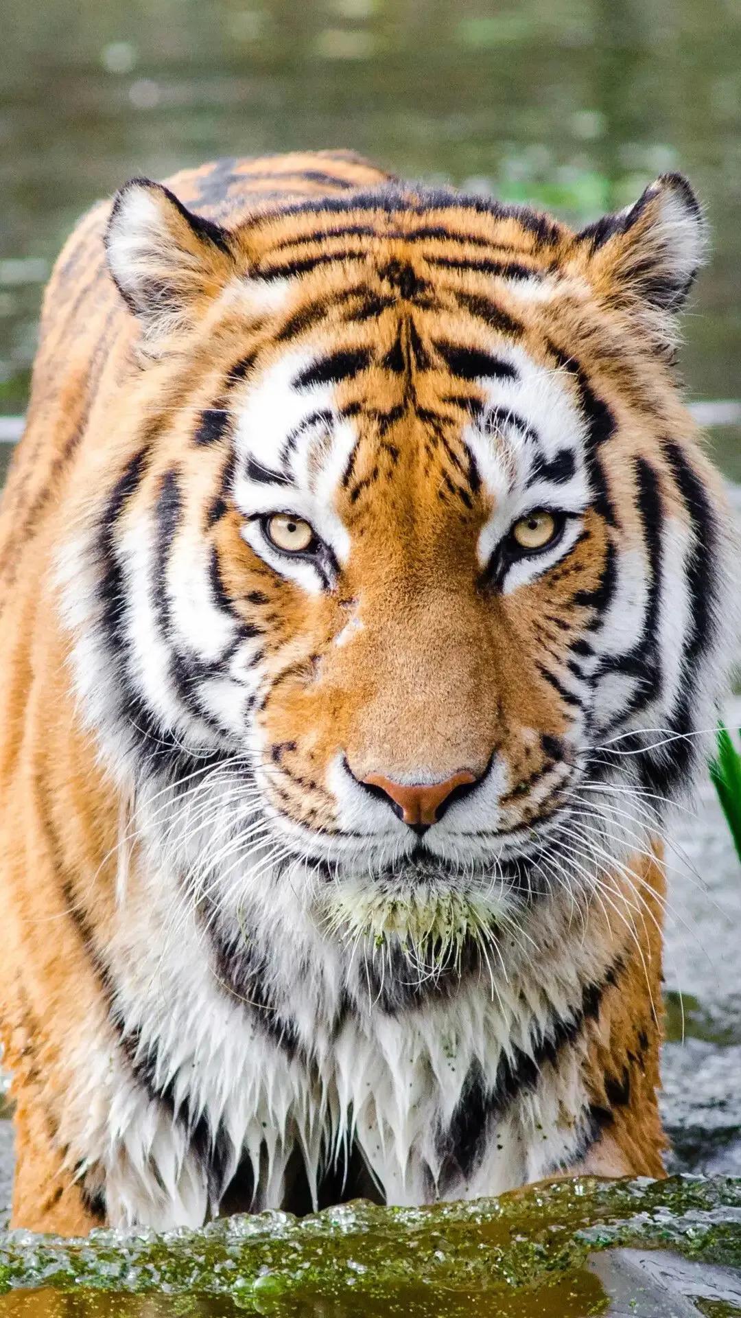 戏说老虎图文杂汇