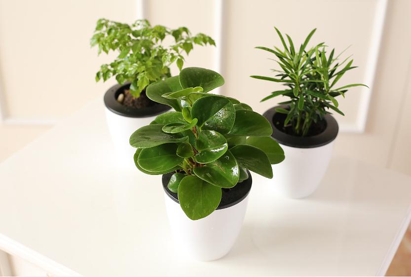 大蒜水能治小黑虫吗,养的盆栽有很多小黑虫是怎么回事