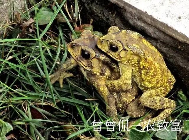 癞蛤蟆变金蝉诗句,癞蛤蟆变成金蝉