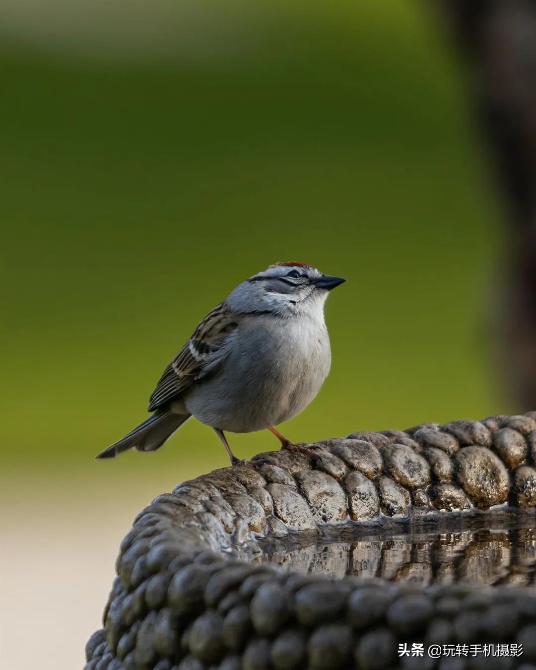 手机单反镜头有用吗,手机镜头跟单反有何区别