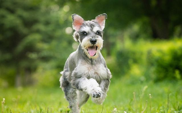 雪纳瑞爱叫还是泰迪爱叫,雪纳瑞爱叫吗