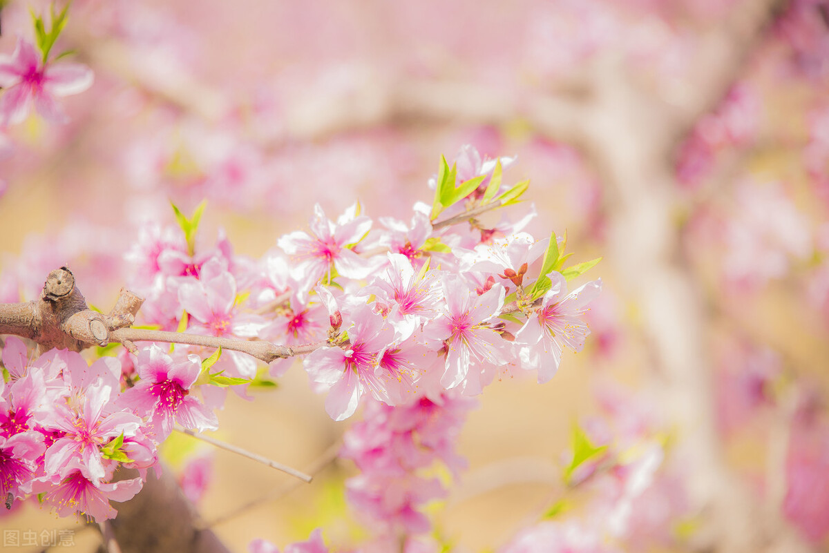 中国诗词大会经典开场白跟结束语,中国诗词大会开场白和结束语感悟