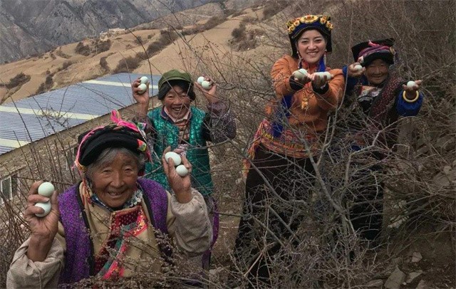 四川姑娘放弃高薪坚守大山,四川女孩嫁藏族小伙放弃百万年薪