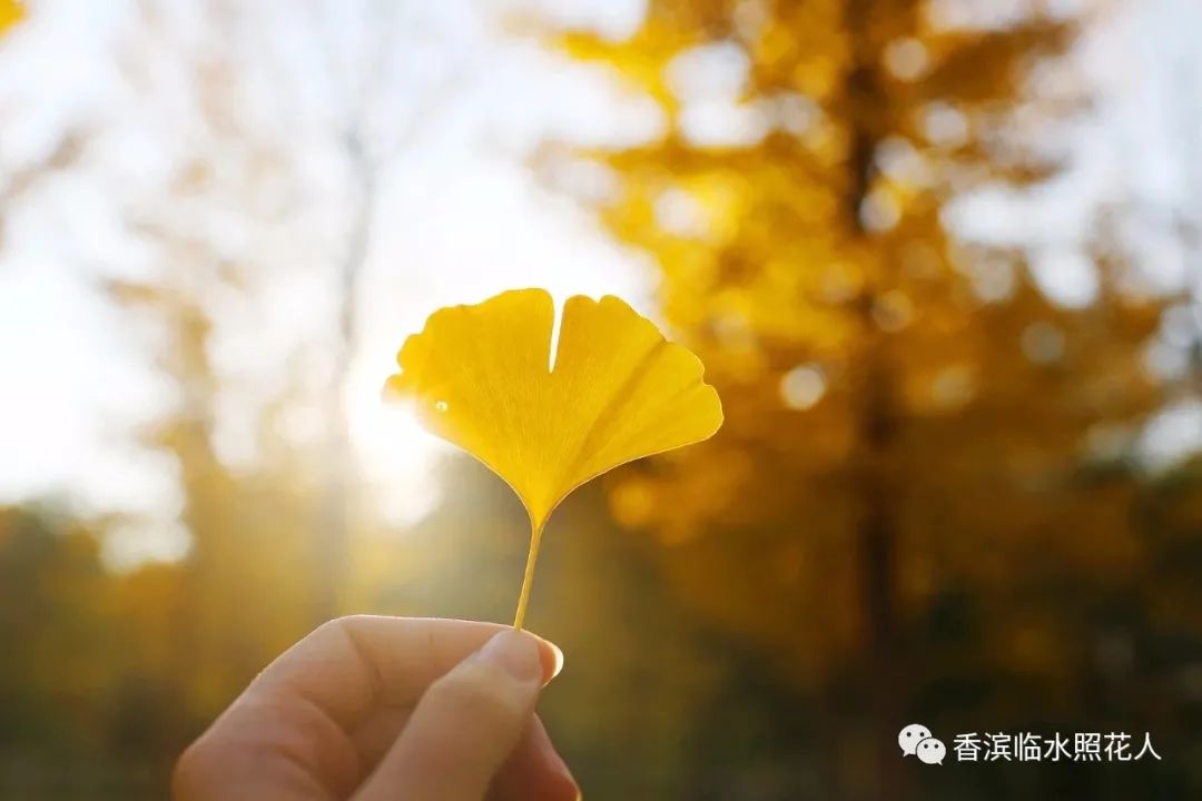 奋斗成就梦想习作500字六年级,奋斗成就梦想绘画