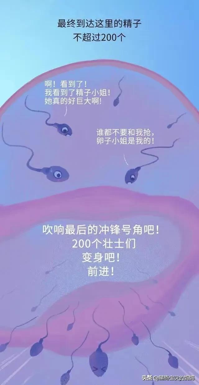 精子进入女生体内的24小时，都发生了些什么？励志漫画