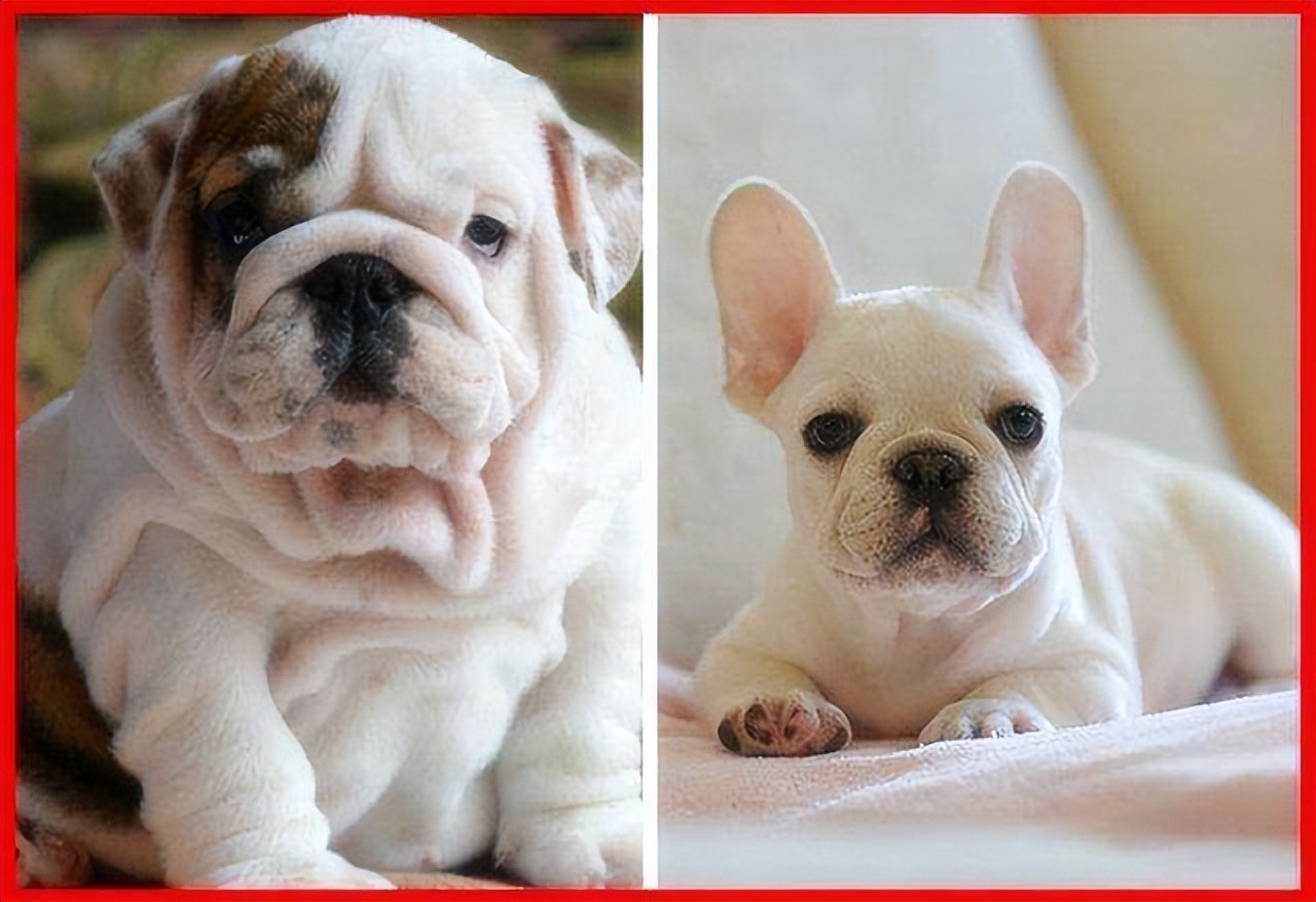 英国斗牛犬和其他的狗狗咋样,美国斗牛犬法国斗牛犬英国斗牛犬