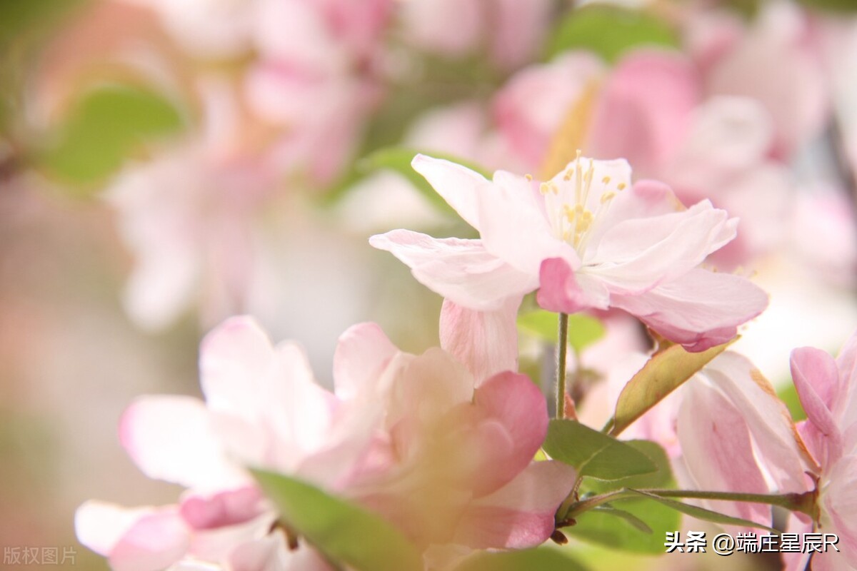 海棠花的特点与象征意义,海棠花的特点及象征意义是什么