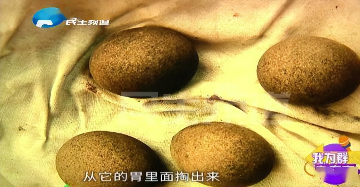 烧烤店宰羊发现羊肚里有5个羊宝，或价值百万！羊宝到底是什么？