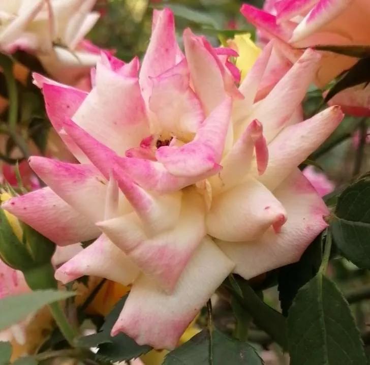 夏花开得最标准的月季花品种,月季色彩艳丽千姿百态