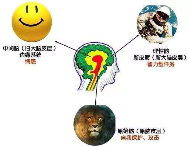 为什么你一读书就犯困,人为什么一看书就困