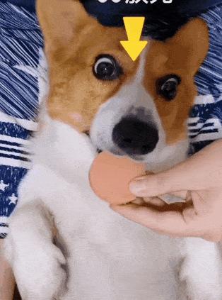 狗狗毛发少怎么办,狗狗毛特别稀少怎么办