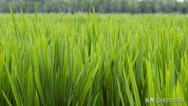 今日人生如棋局的经典语录大全,今日人生世事如常经典语录大全