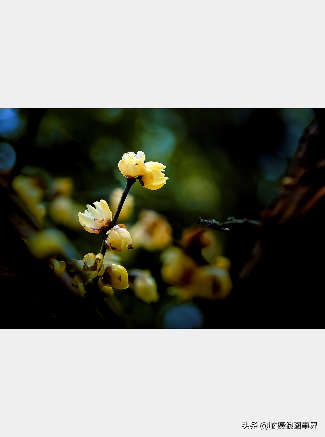教你几个拍摄腊梅的摄影技巧干货,腊梅花怎样拍照好看