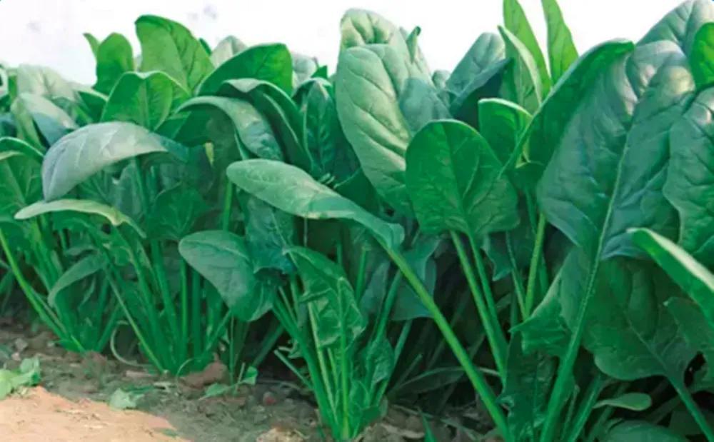 菠菜施肥用什么肥最好,菠菜生长期一般施什么肥