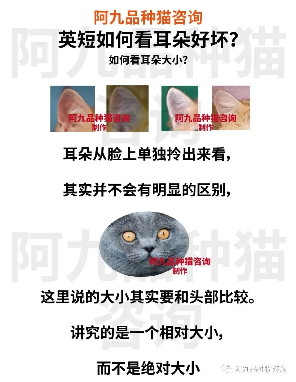 英短蓝白耳朵白好吗,蓝白英短小耳朵好还是大耳朵好