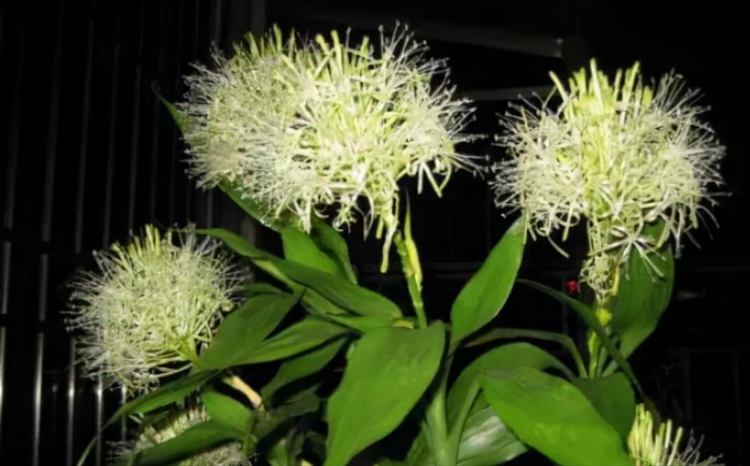 富贵竹养单不养双有这一说法吗,为什么富贵竹不可以乱养