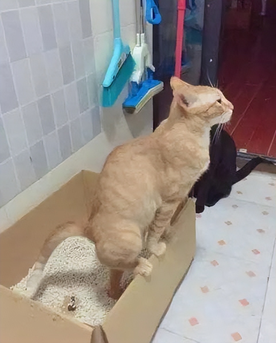 橘猫咕噜咕噜的正常吗,猫便便臭吃什么国产猫粮