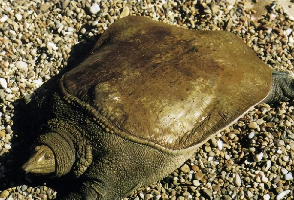 上岸甲鱼莫伸手下山野鸡不能追,上山甲鱼下山野鸡什么意思