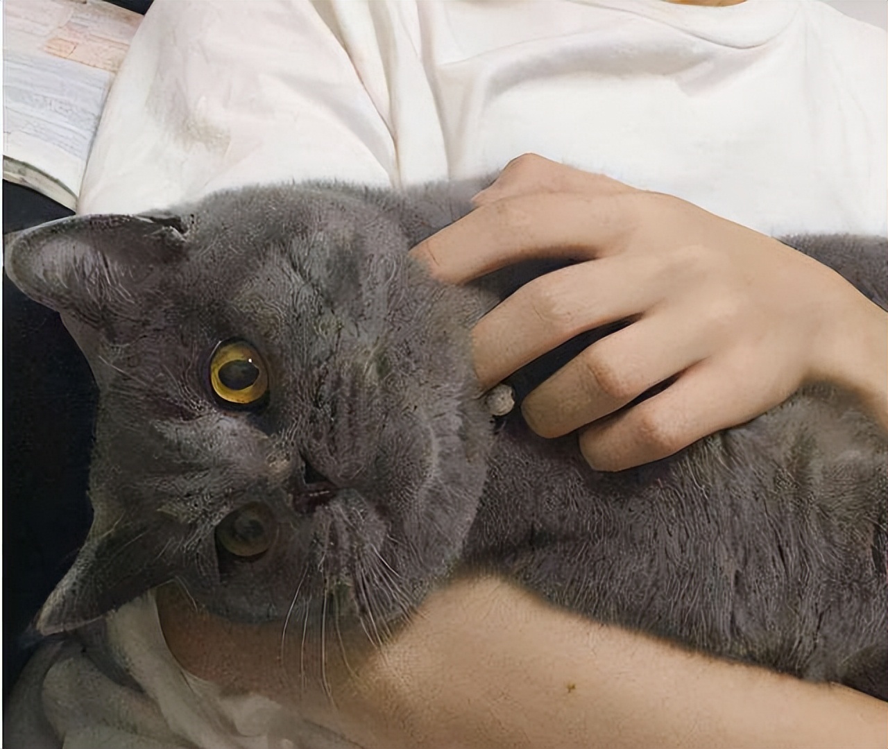 买英短看品相,买英短猫要问卖家什么问题