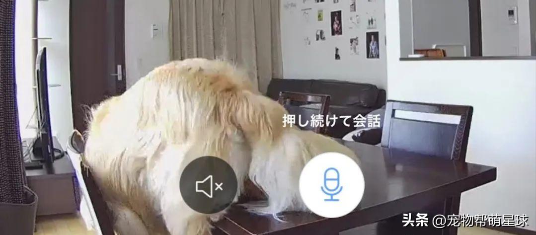 主人不在家狗狗自娱自乐,主人不在家狗狗偷偷上沙发睡觉