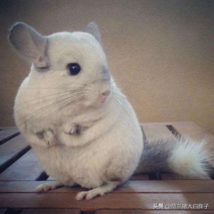 宠物龙猫怎么养得好看图片,养龙猫好还是仓鼠