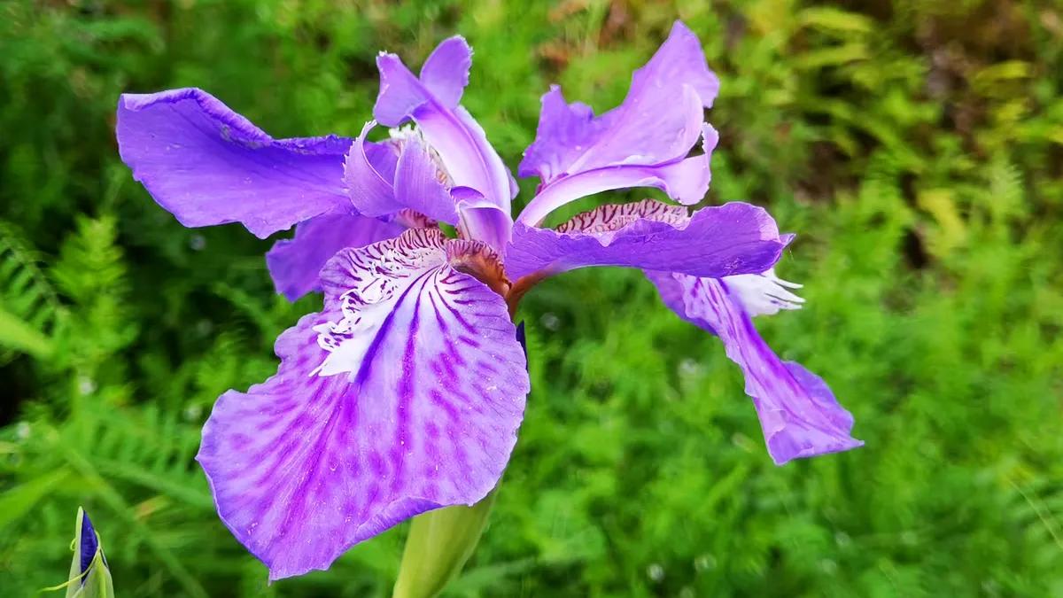 华为mate40是麒麟9000处理器吗,华为mate40pro有没有麒麟9000